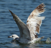 Larus armenicus